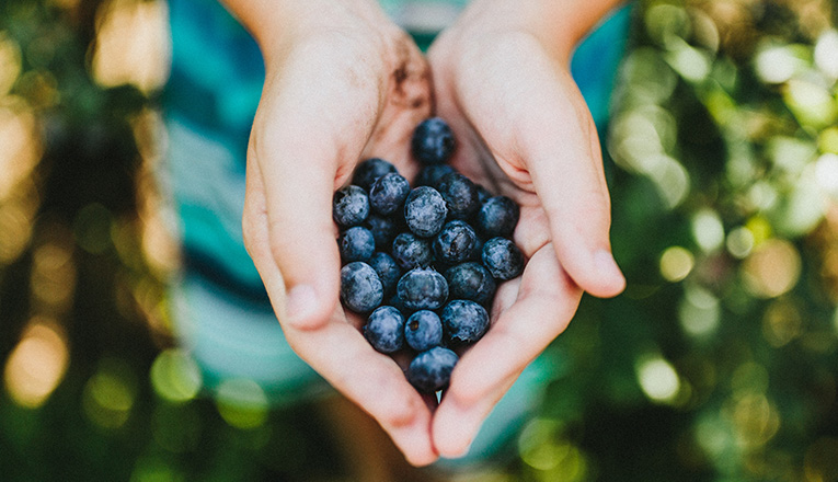 A handful of blueberries near New Buffalo, Michigan