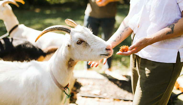 A woman pets a goat at Verdant Hollow Farm in Buchanan, Michigan