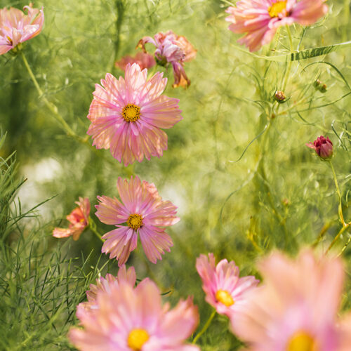 Pink cosmos at Homecamp Flower Farm in Three Oaks, Michigan