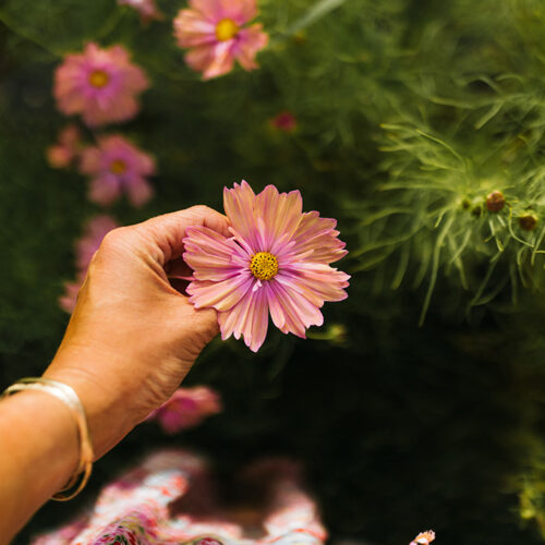 View from a woman looking down and holding a pink flower in her left hand at Homecamp Flower Farm in Three Oaks, Michigan