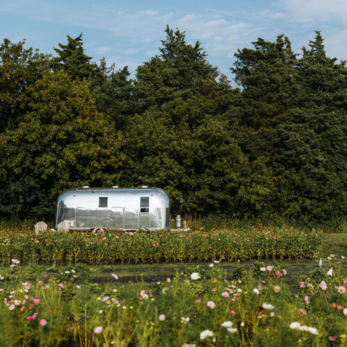 An airstream in a field of pink and white flowers at Homecamp Flower Farm in Three Oaks Michigan