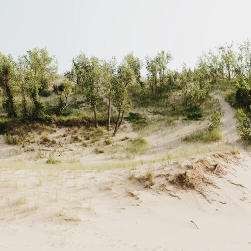 A woodsy dune at Warren Dunes State Park in Sawyer, Michigan