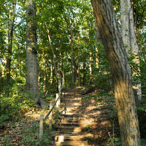 A woodsy staircase along the Mt. Randall Loop trail at Warren Dunes State Park in Sawyer, Michigan
