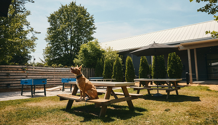 A good dog in the backyard at SideYard in Sawyer, Michigan