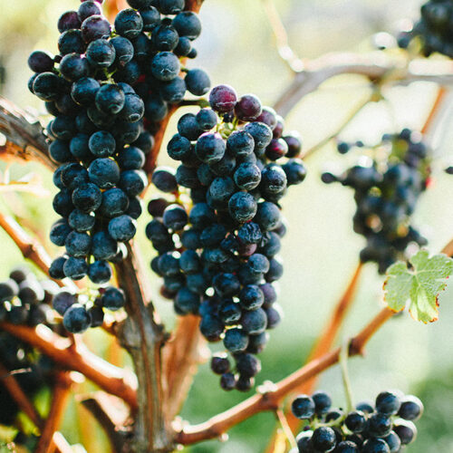 Grapes on the vine at Dablon Vineyards and Winery in Baroda, Michigan