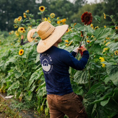 A farmer tending to the sunflowers at Granor Farm in Three Oaks, Michigan