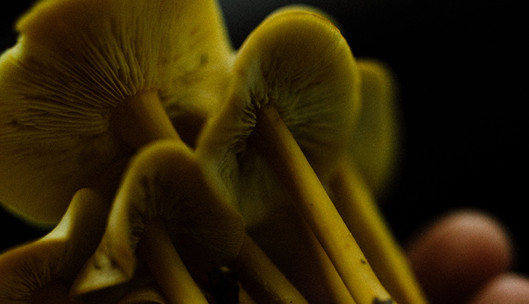 Mushrooms near Warren Woods in Three Oaks, Michigan